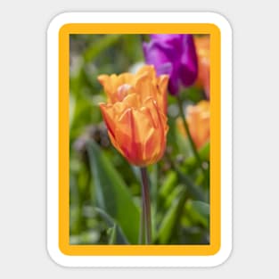 Orange and purple flowers Sticker